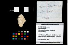 Foto (Objekt + Etikett) von Goniodromites sp.  (NHMW-GEO-1990-0041-3232)